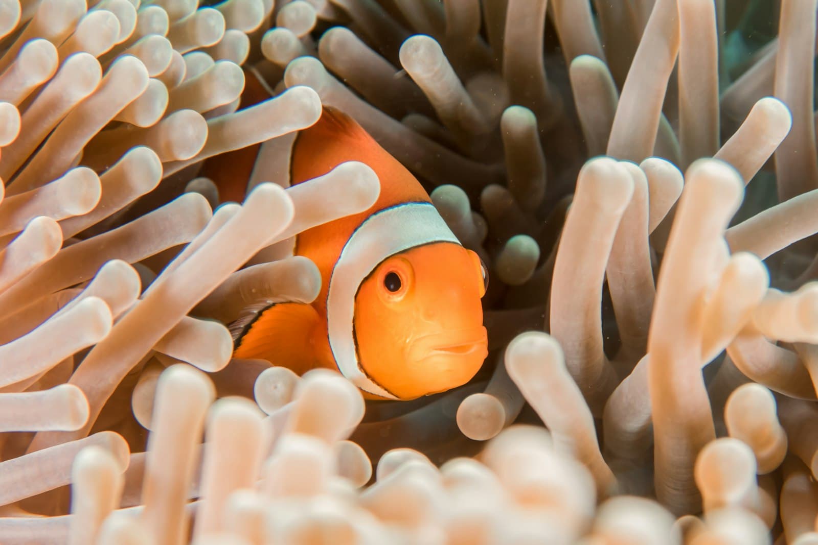 10 Days Classic & Red Sea